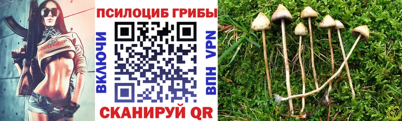 где продают   Остров  Псилоцибиновые грибы Cubensis 